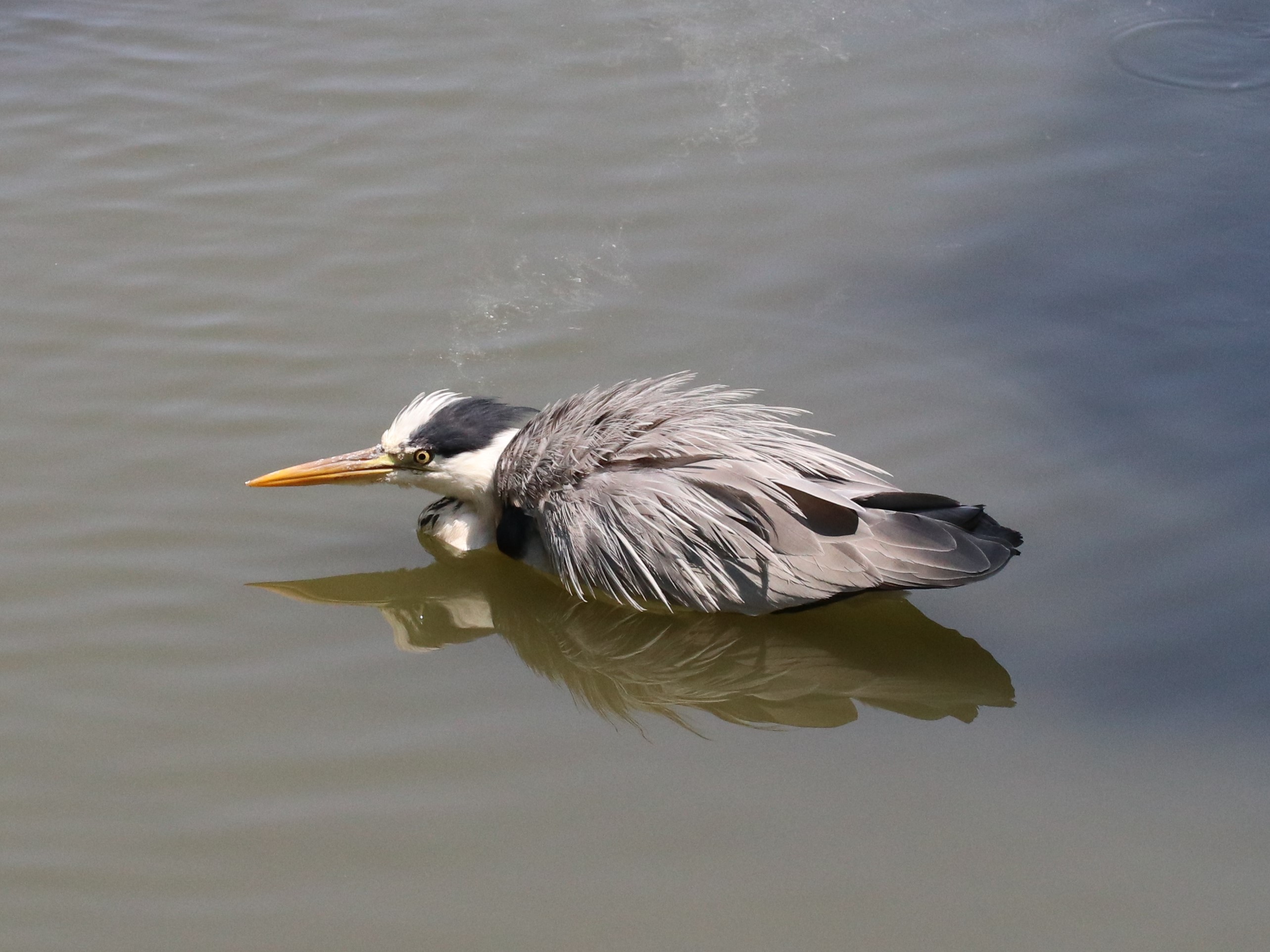 水浴びするアオサギ